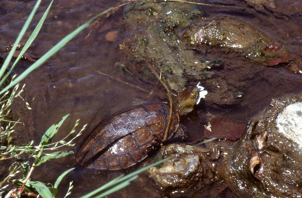Pond turtle