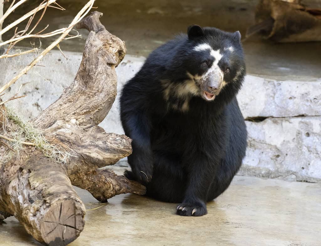 Andean Bear