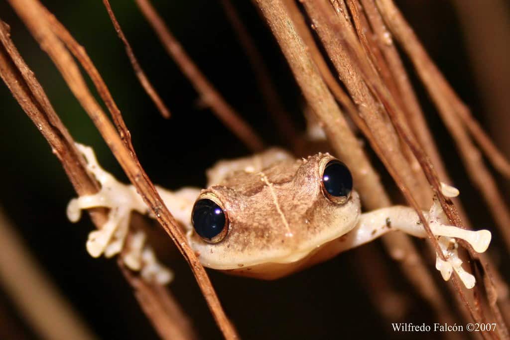 Coqui Frog