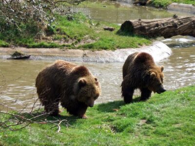 The History of Bear-Human Conflict in North America