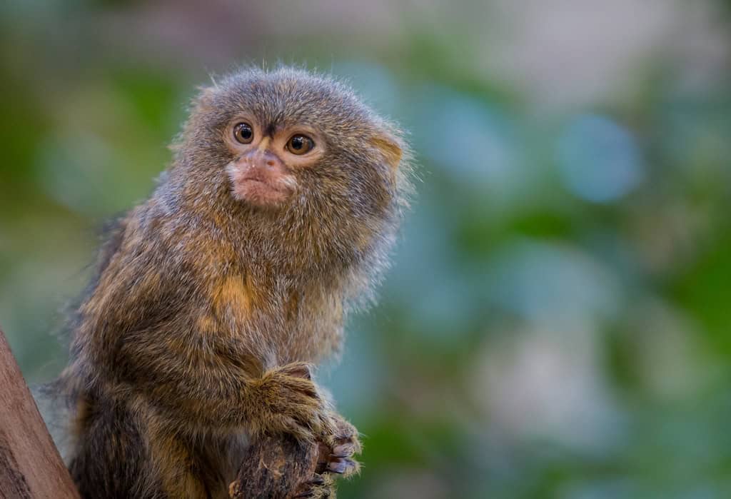 Pygmy Marmoset monkey