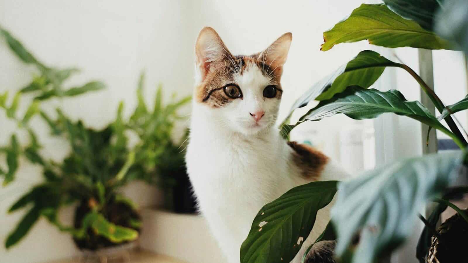 a cat sitting on a counter next to a potted plant