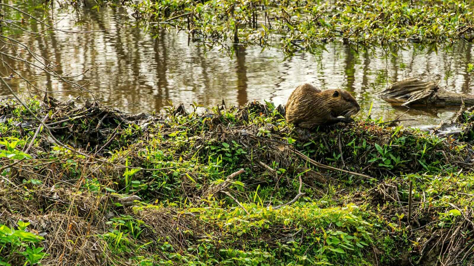 A beaver sits near the water's edge in lush greenery at a wetland area.