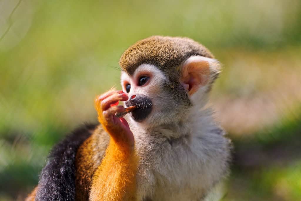 Squirrel Monkey