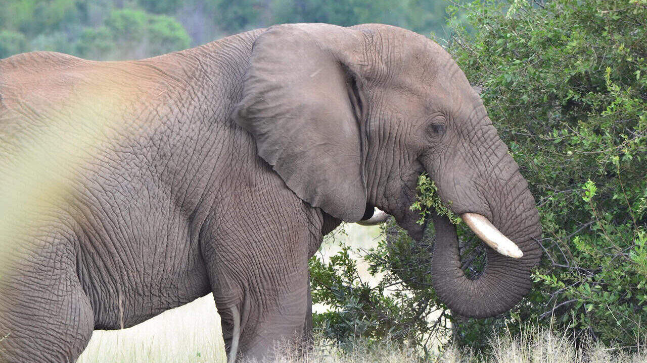 elephant, eating, nature, wildlife, herbivore