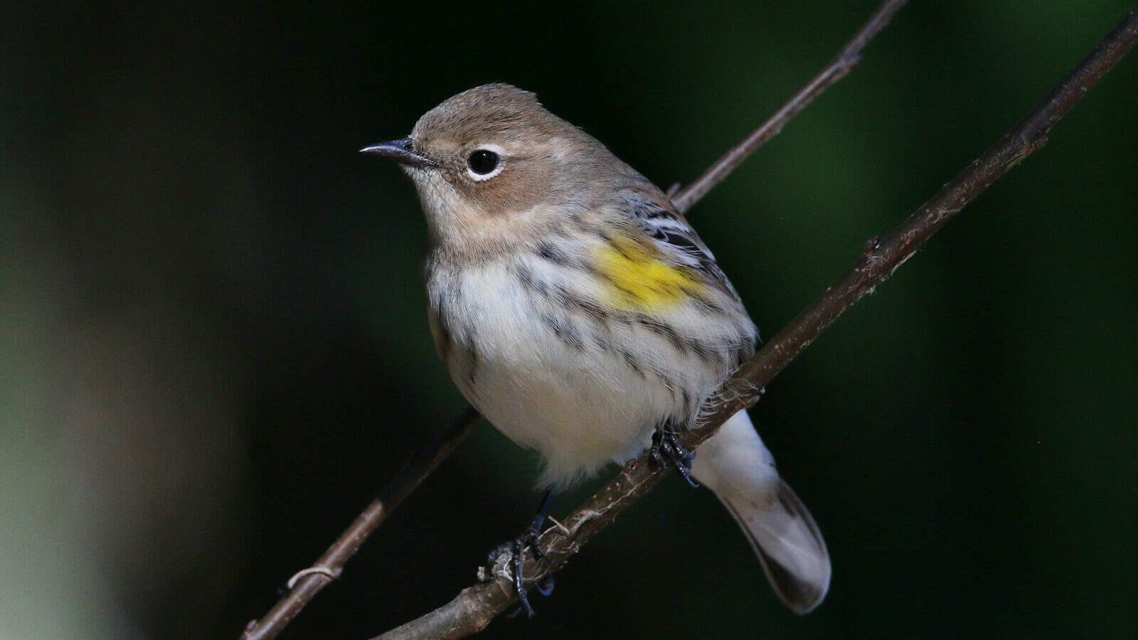 a small bird perched on a tree branch