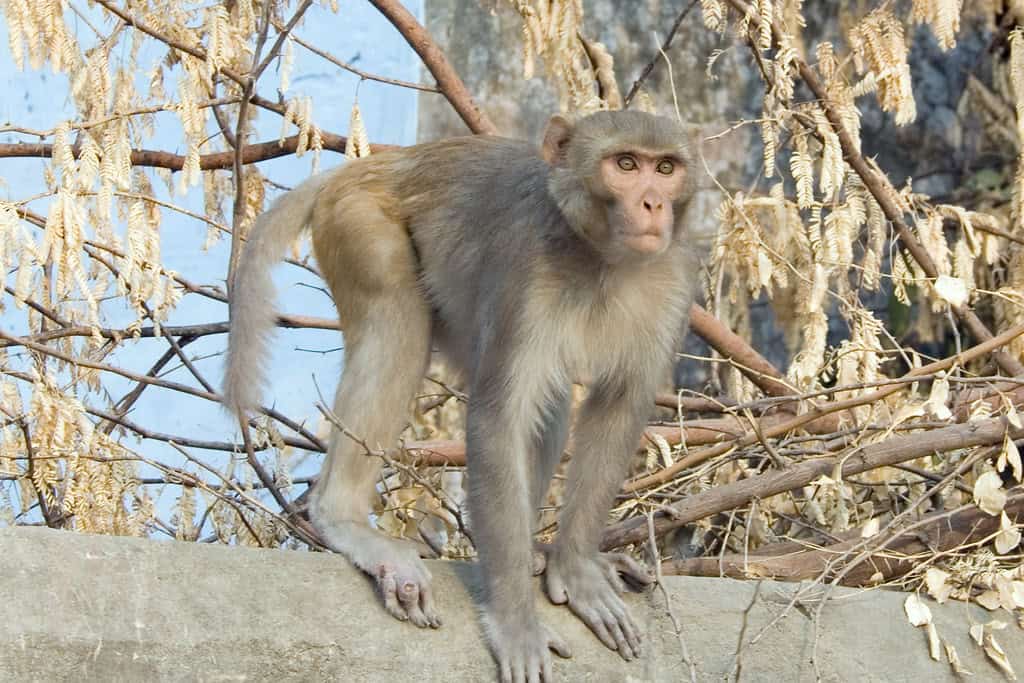 Rhesus Macaque