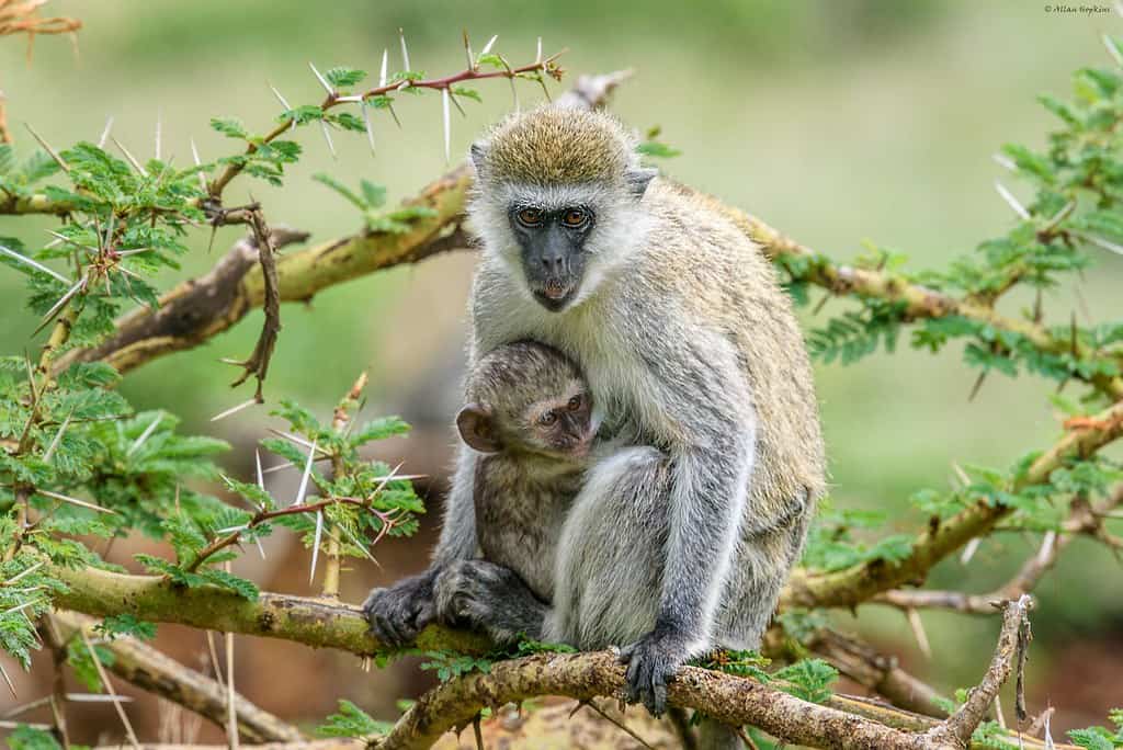 Vervet Monkey