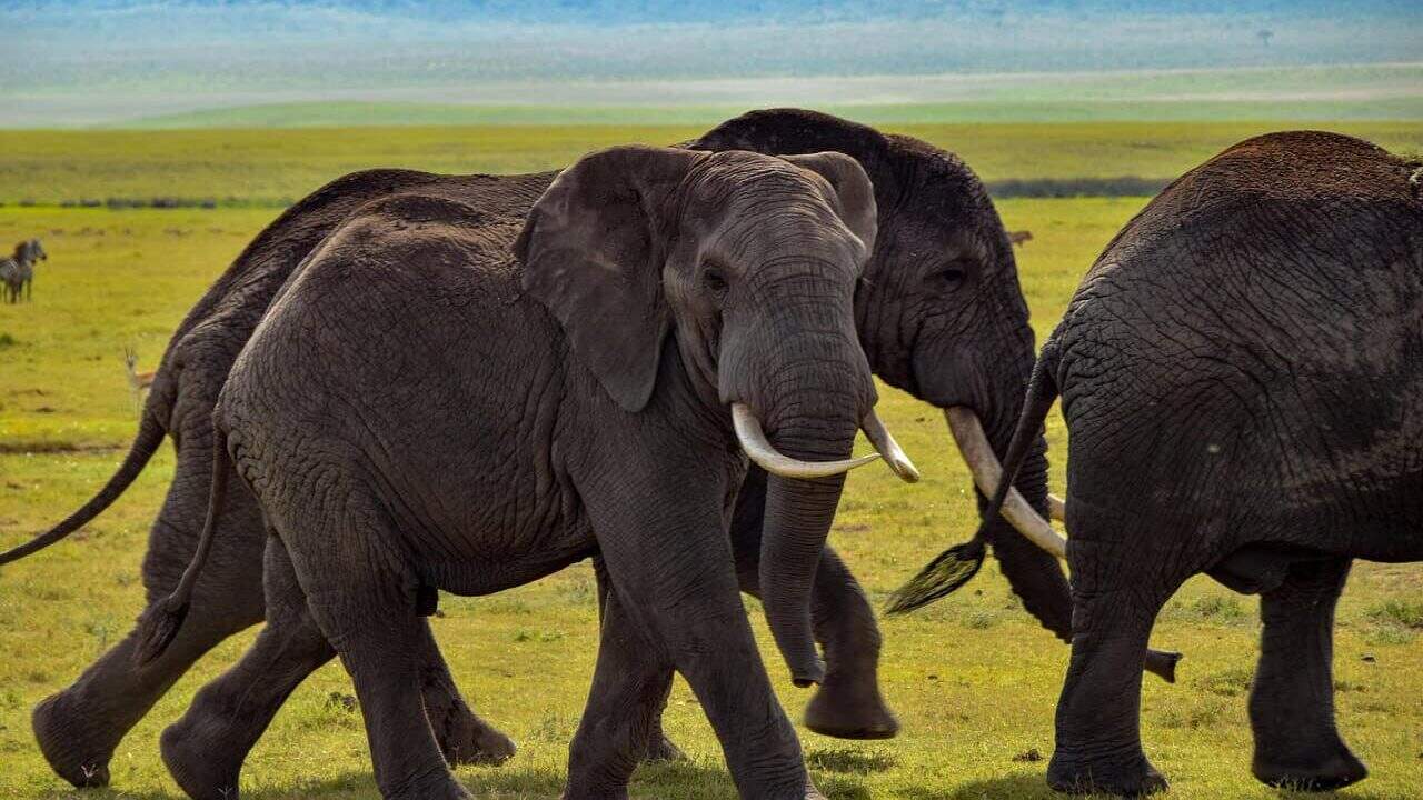 elephant, wildlife, safari, africa, nature, elephants, animals, tusks, tanzania, elephant, elephant, elephant, elephant, elephant, elephants, tanzania, tanzania