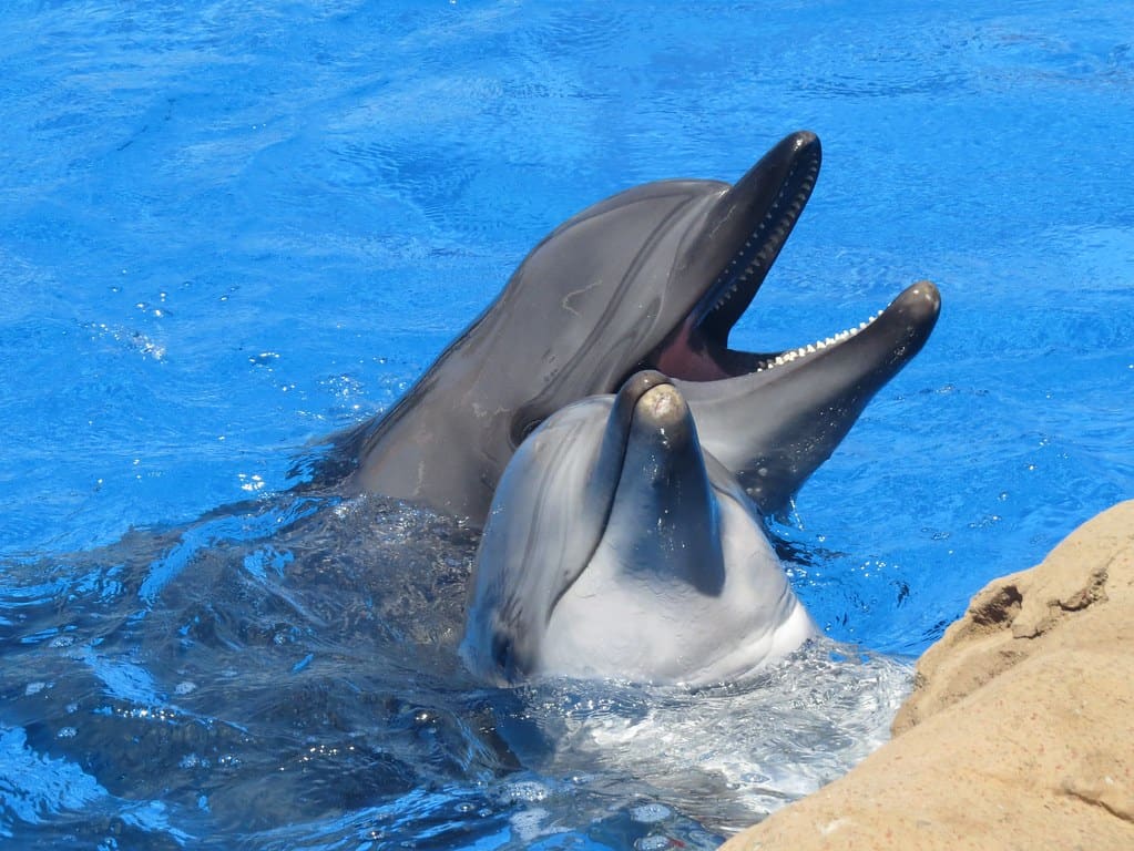Bottlenose dolphin