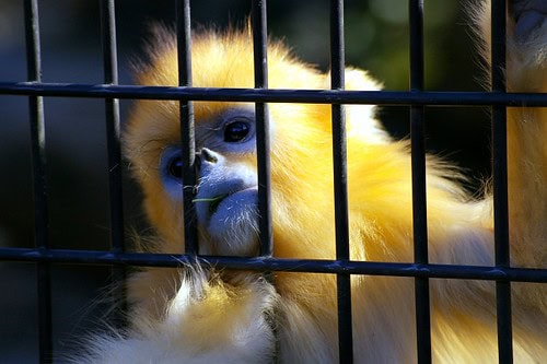 Golden snub-nosed monkey