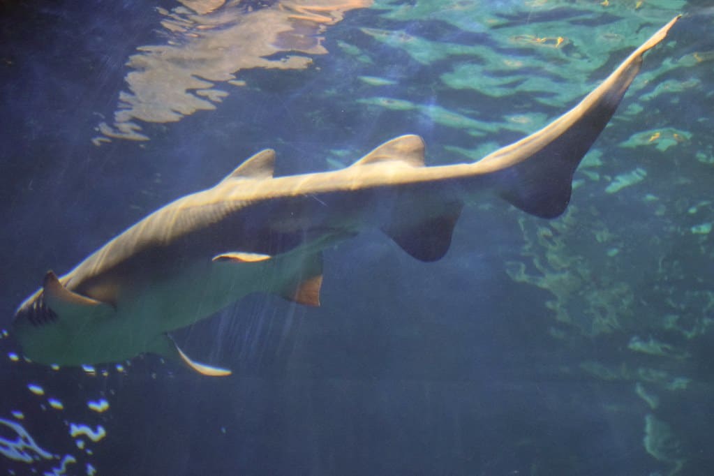 Sandbar shark