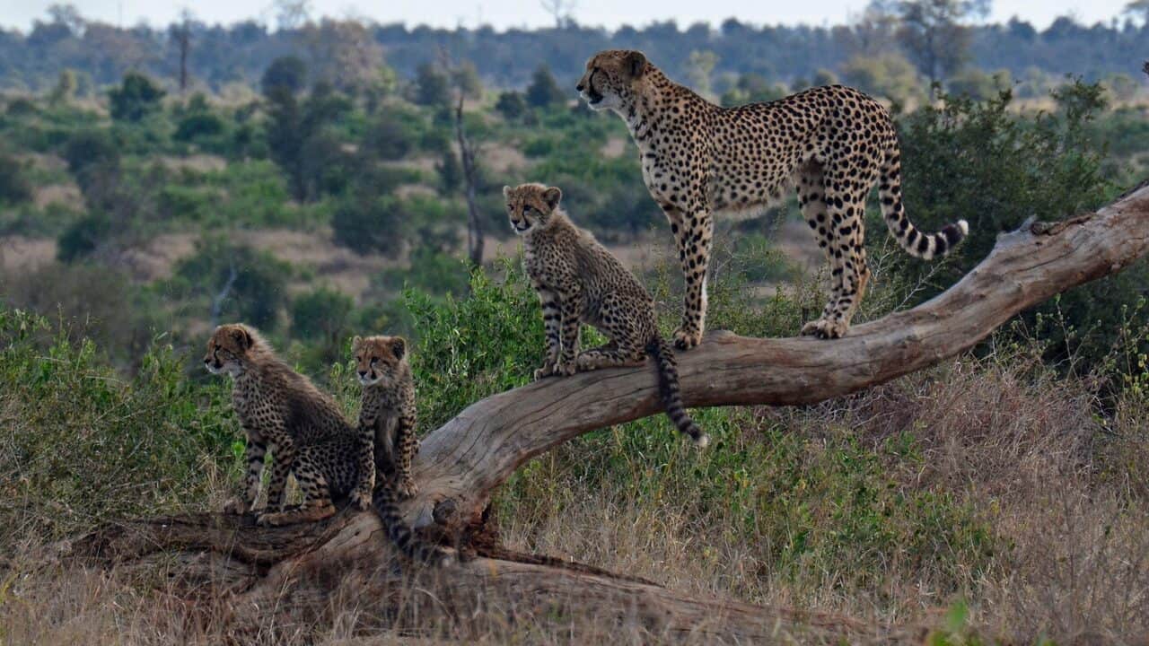 cheetah and cubs, cheetahs, wildlife, cheetahs, cheetahs, cheetahs, cheetahs, cheetahs