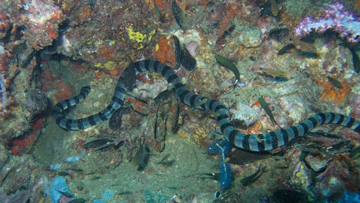 How Sea Snakes Breathe While Living in the Ocean