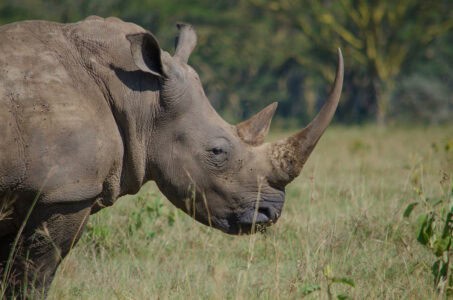 How Rhinos Navigate Using Scent Marking