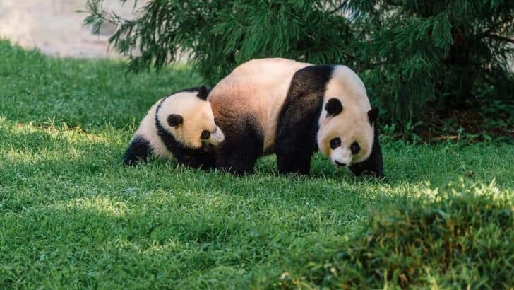 The Science Behind the Panda’s Distinct Black and White Fur