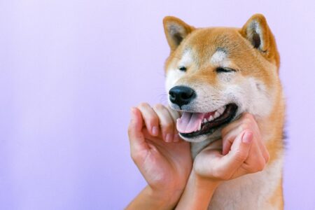 Why Hachiko&rsquo;s Story Still Moves Millions