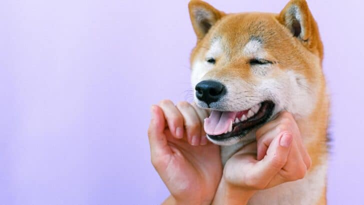 Why Hachiko’s Story Still Moves Millions