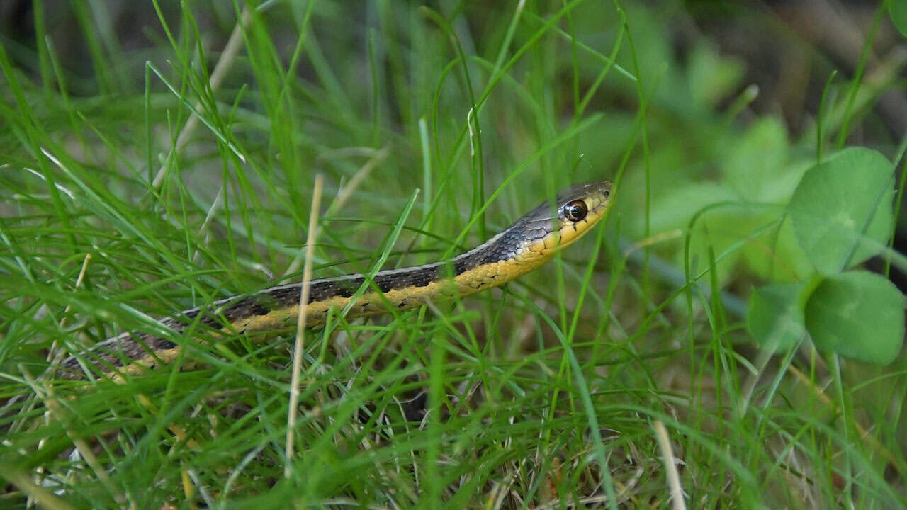 snake, garter snake, reptile, wildlife, nature, slither, wild, creature, outdoors, harmless, reptilian, tongue, summer, coldblooded, conservation, green snake, garter snake, garter snake, garter snake, garter snake, garter snake