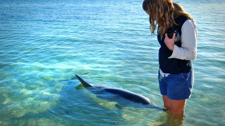 Why Some Wild Animals Seek Out Human Touch