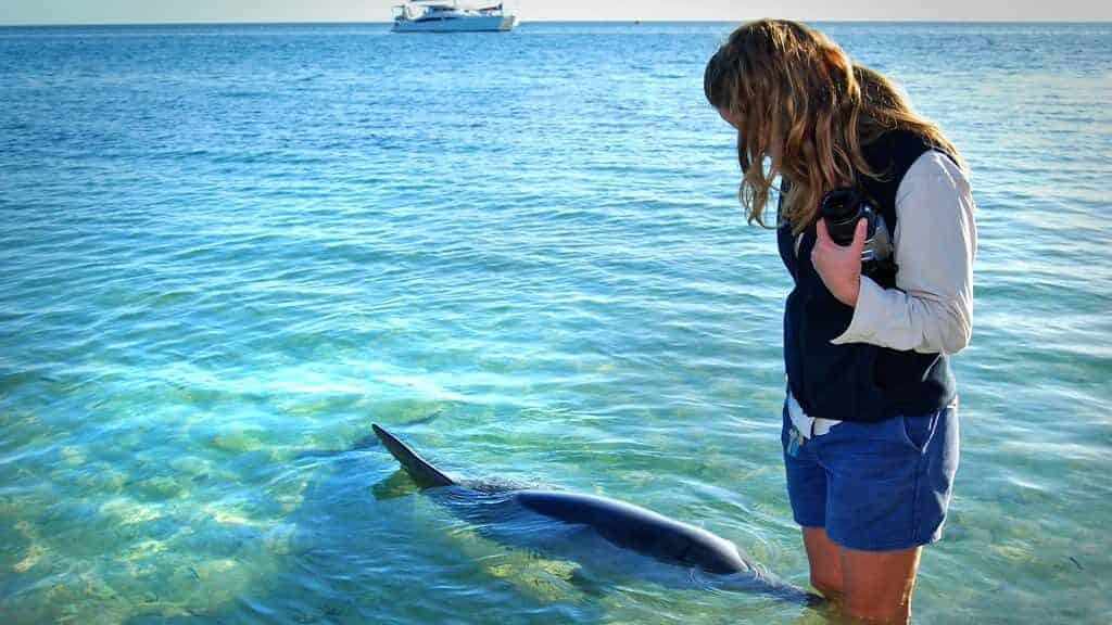 Dolphin.