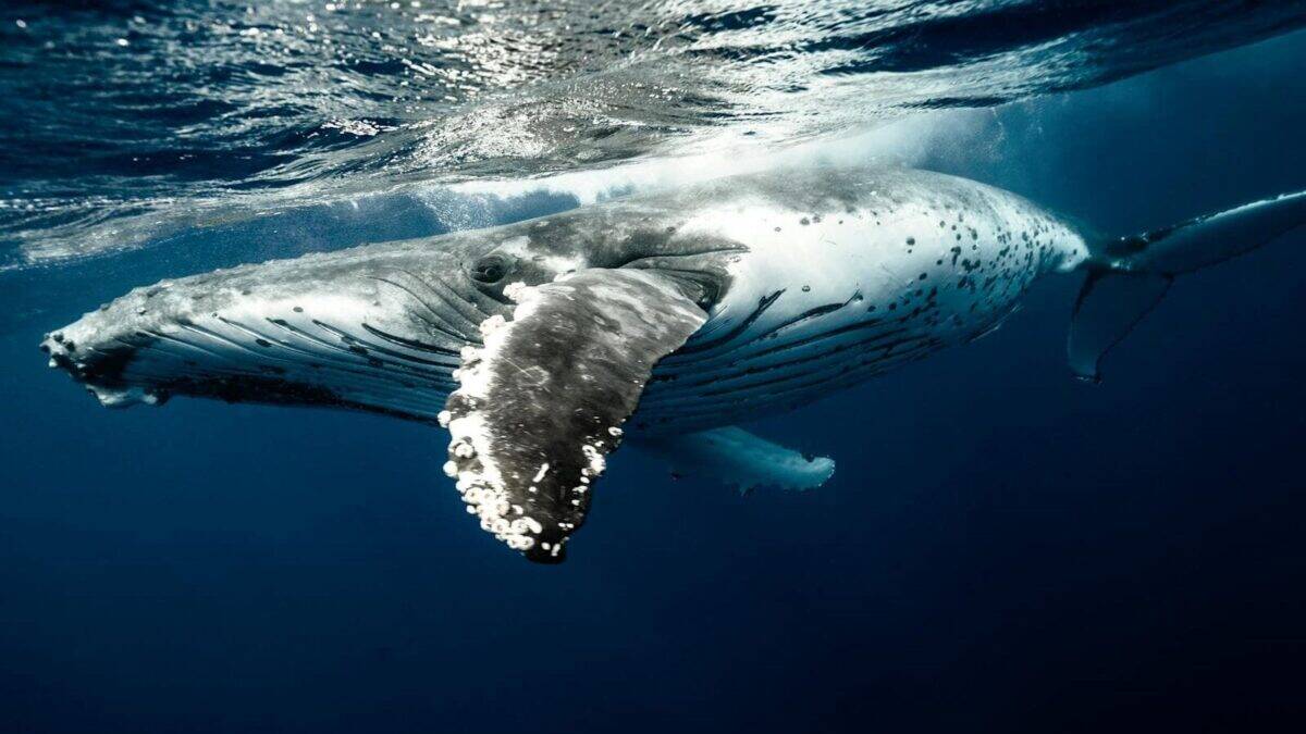 A stunning view of a humpback whale gracefully swimming underwater in the clear blue waters of Tonga.