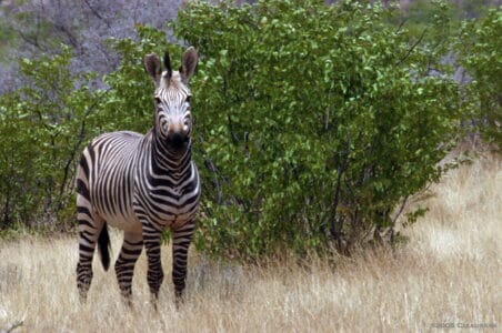 What Makes a Plains Zebra Different from a Mountain Zebra