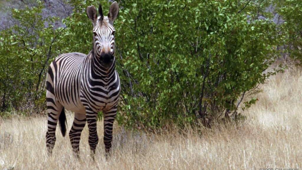 Mountain zebra