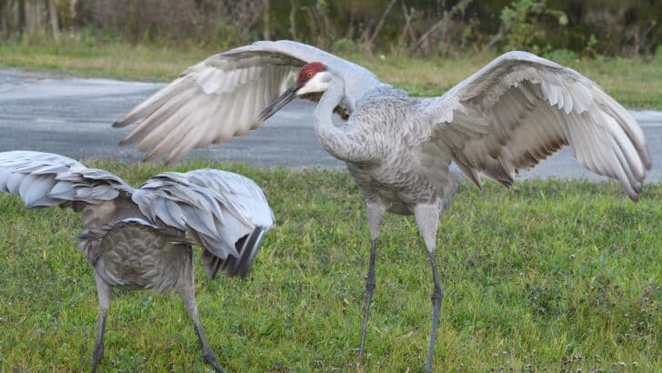 What Happens If You Interrupt a Wildlife Mating Ritual