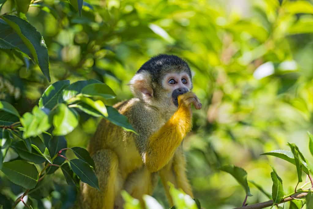 Squirrel Monkey