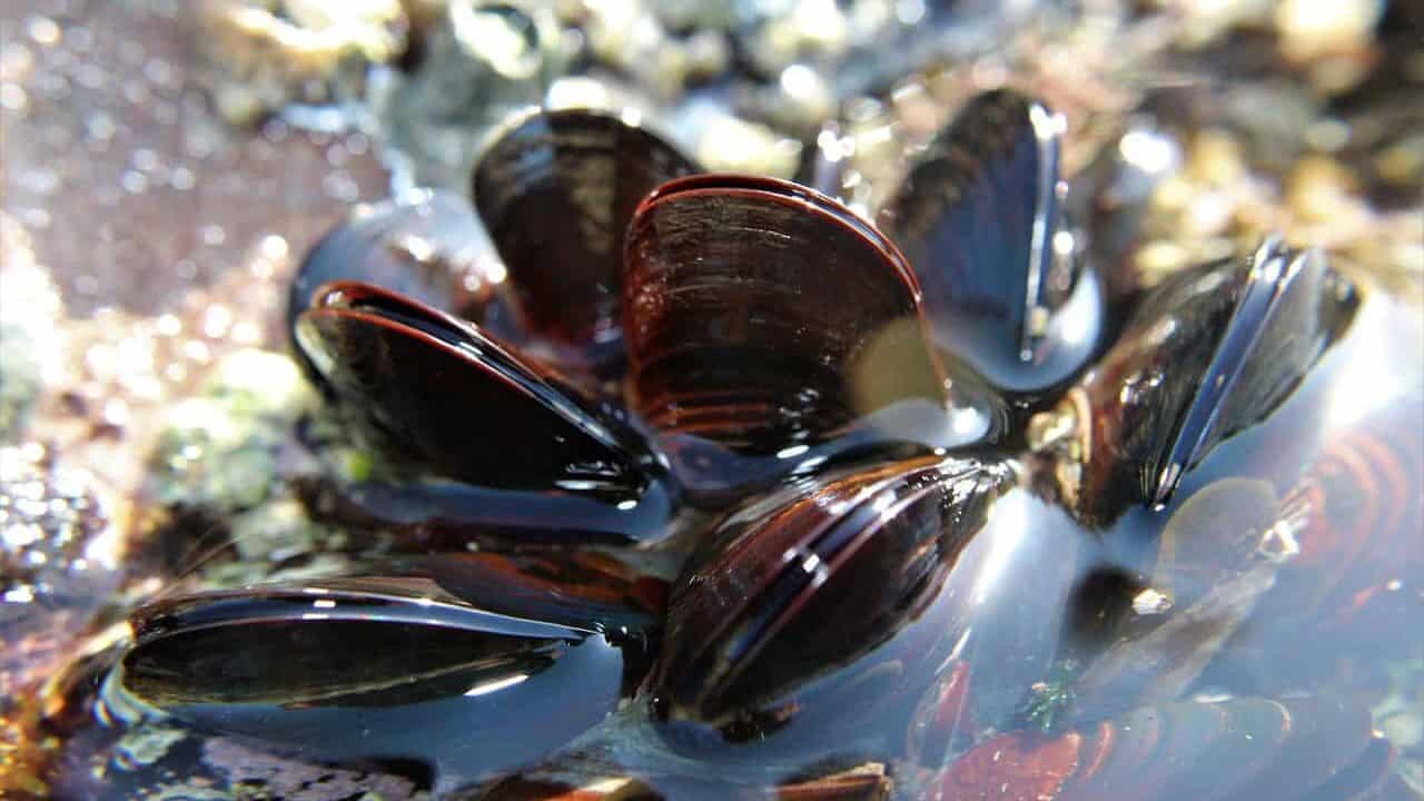mussel, seafood, sea, nature, beach, shellfish, eat, dinner, mussel, mussel, mussel, mussel, mussel