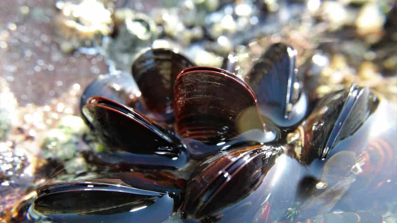 mussel, seafood, sea, nature, beach, shellfish, eat, dinner, mussel, mussel, mussel, mussel, mussel