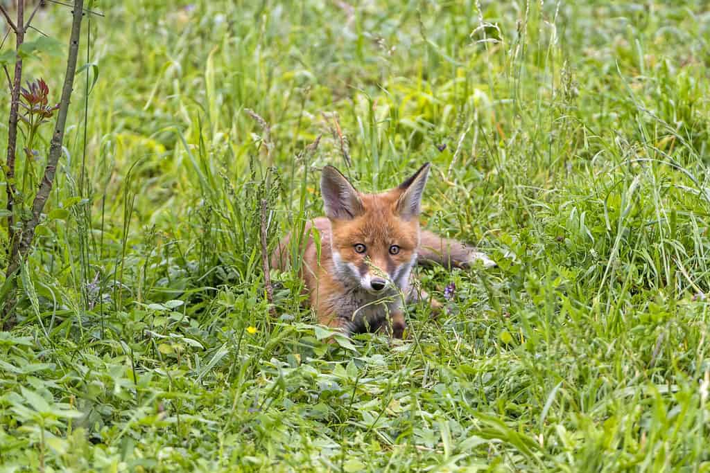 Baby fox