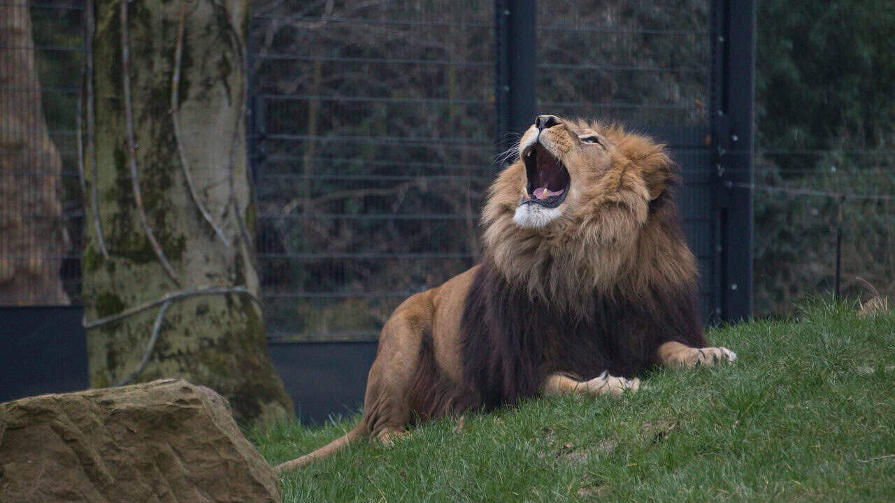 lion, zoo, zoo heidelberg, majestic, roar, enclosure, outdoor enclosures, dangerous, carnivores, animals, lion king, predator, big cat, masculine, mane, wildlife, wild, view, nature, lion's roar
