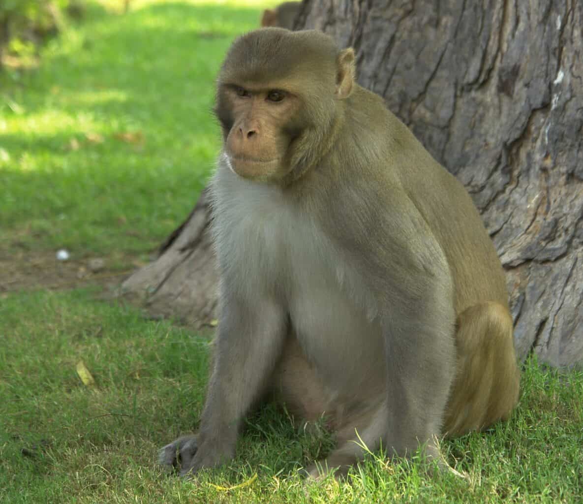 Rhesus Macaque