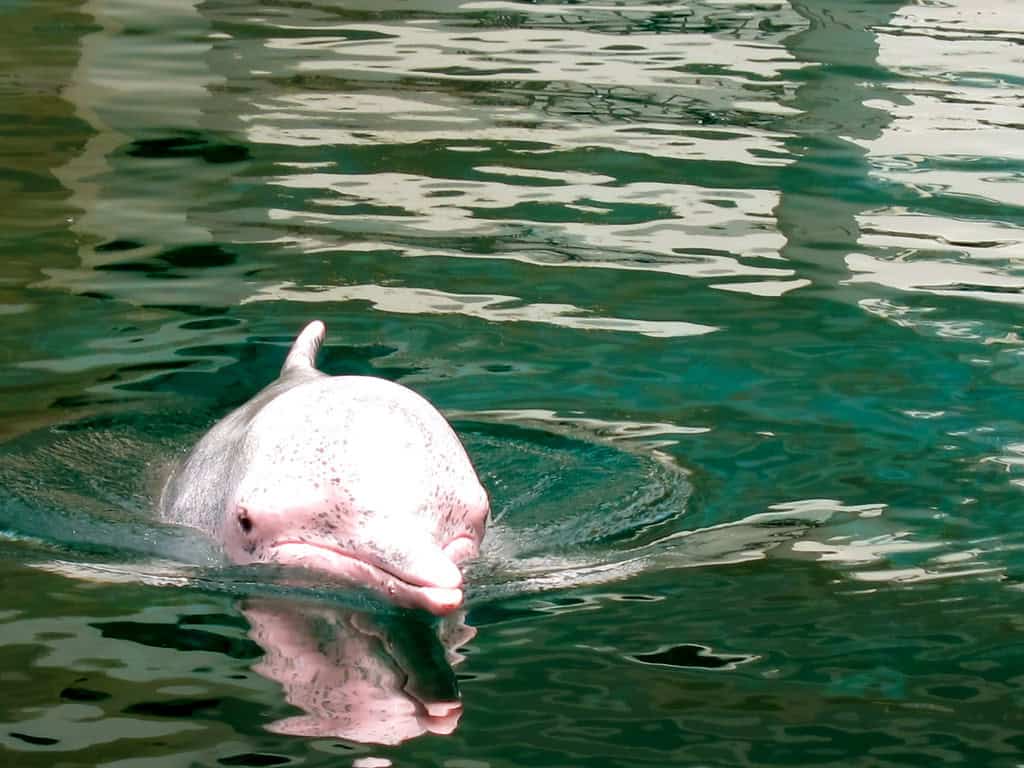 Indo-Pacific humpback dolphin