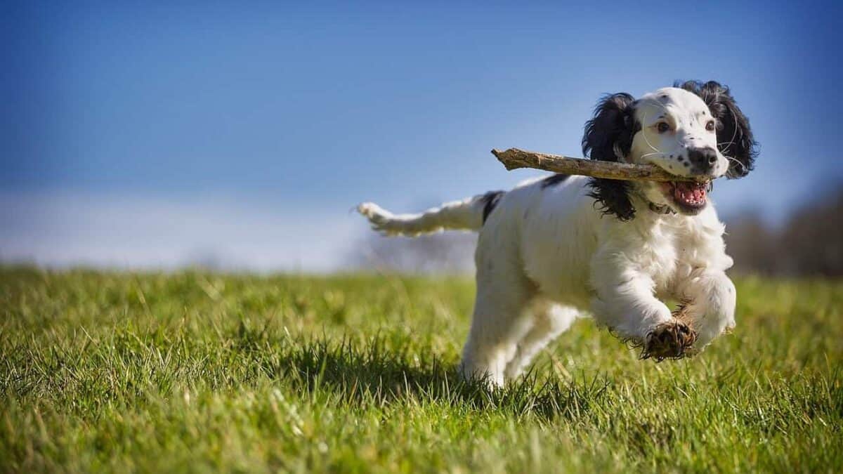 fetch, stick, puppy, dog, action, animal, playing, canine, fun, pet, retrieve, playful, spaniel, cocker, active, fur, blue animals, blue fun, puppy, nature, puppy, puppy, puppy, dog, dog, dog, dog, dog, action, action, fun