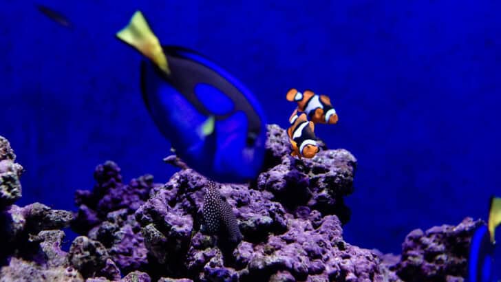 What Kind of Fish Is Dory? Real Species Explained