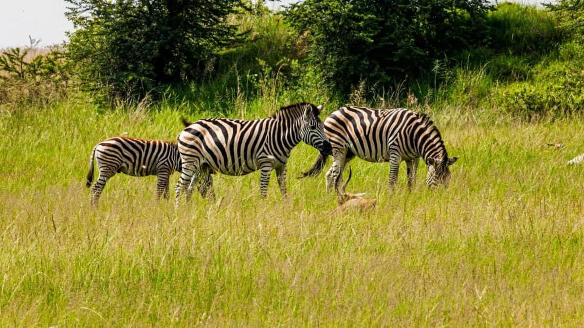 zebra eating grass on green grass field during daytime