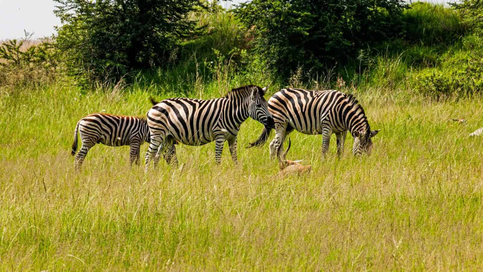 zebra eating grass on green grass field during daytime