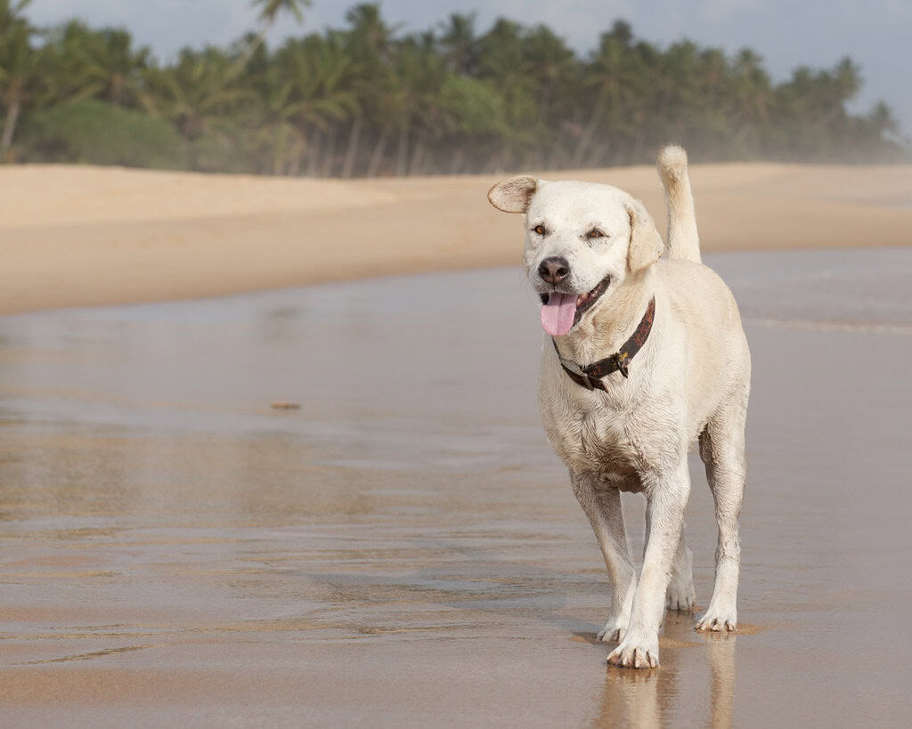 Labrador dog