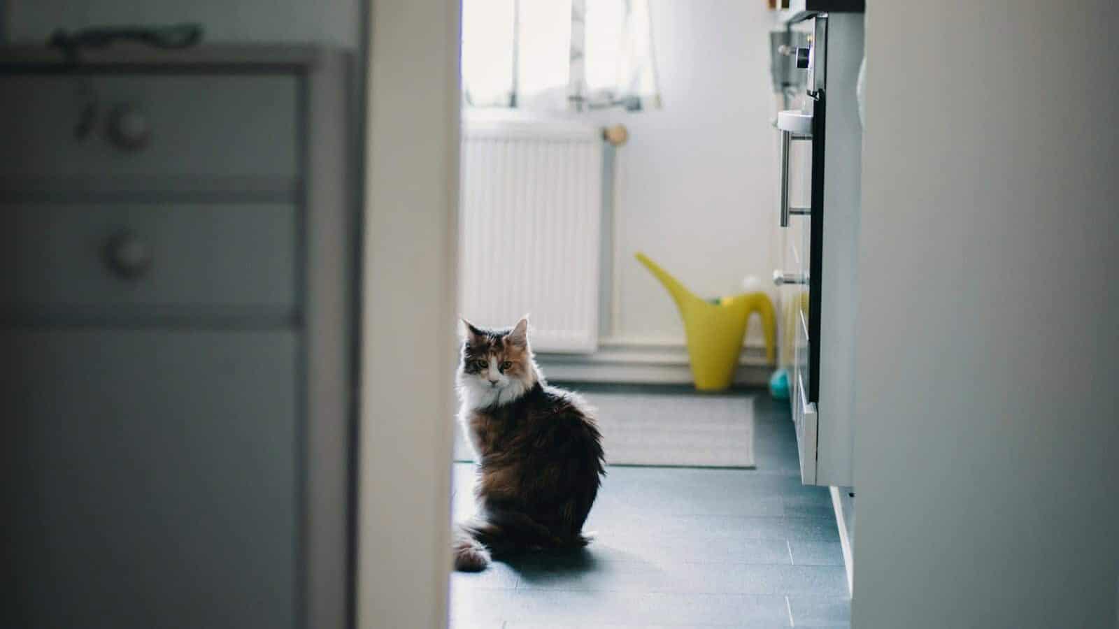 black and white cat near white cabinet