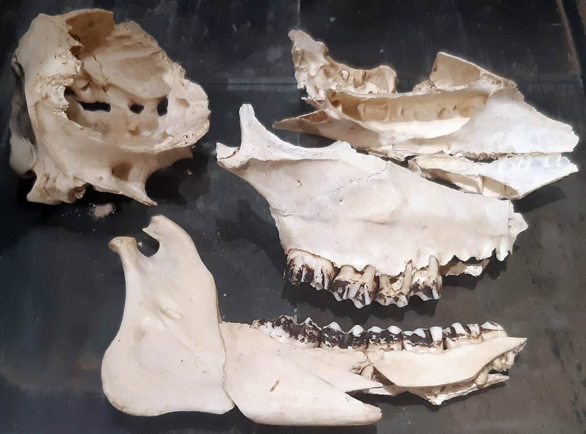 Saola