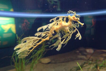 What Makes the Leafy Sea Dragon a Master of Disguise