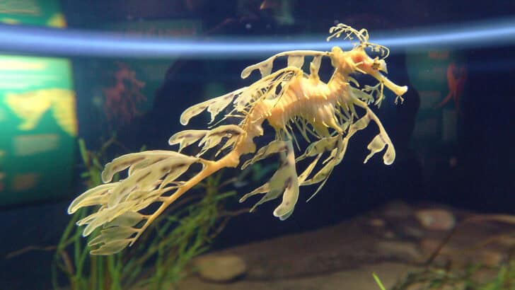 What Makes the Leafy Sea Dragon a Master of Disguise