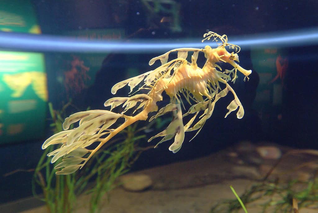 Leafy sea dragon