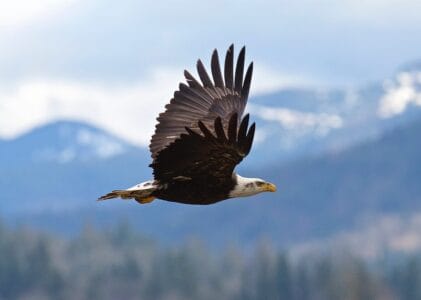 6 Ways Bald Eagles Defend Their Territory And 3 That Fail