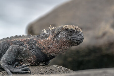 Why This Island Is the Only Place You’ll See Pink Iguanas