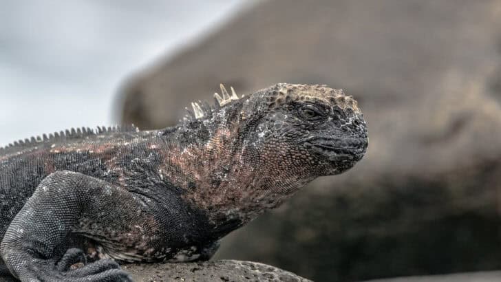 Why This Island Is the Only Place You’ll See Pink Iguanas