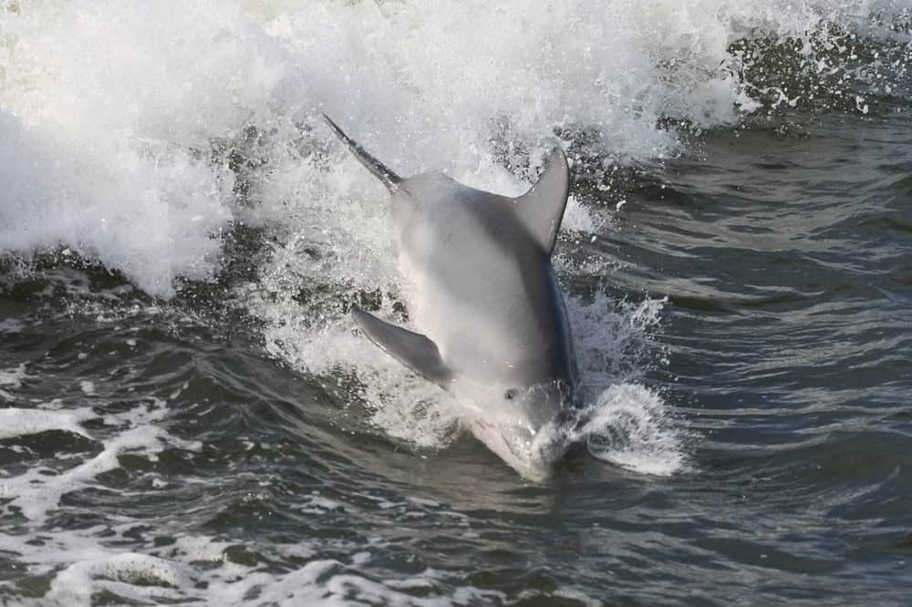 Dolphin skimming the water of Orange Beach and Gulf Shore